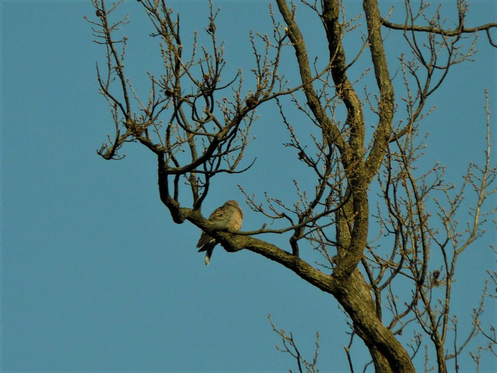 Oriental Turtle Dove