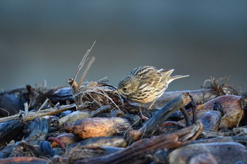 Meadow Pipit Unknown Spots Sun, 2/21/2021