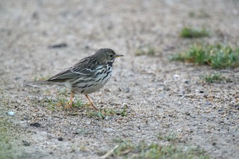 Meadow Pipit Unknown Spots Sun, 2/21/2021