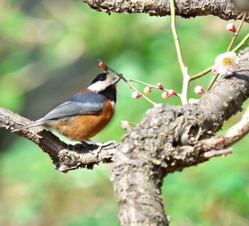 Varied Tit 高値森林公園 Sat, 2/27/2021