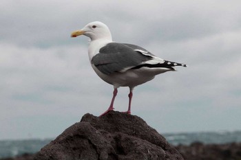 Vega Gull 真鶴半島 Sat, 3/10/2012