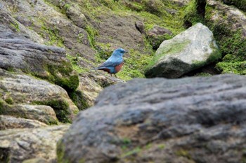 Blue Rock Thrush 真鶴岬 Sat, 3/10/2012