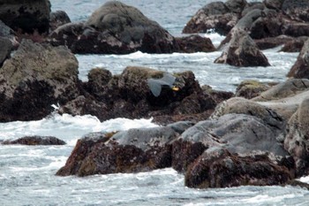 Pacific Reef Heron 真鶴岬 Sat, 3/10/2012