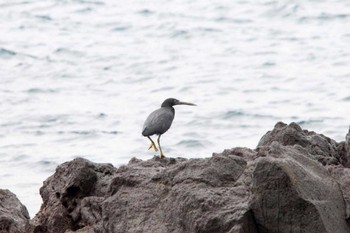 Pacific Reef Heron 真鶴岬 Sat, 3/10/2012