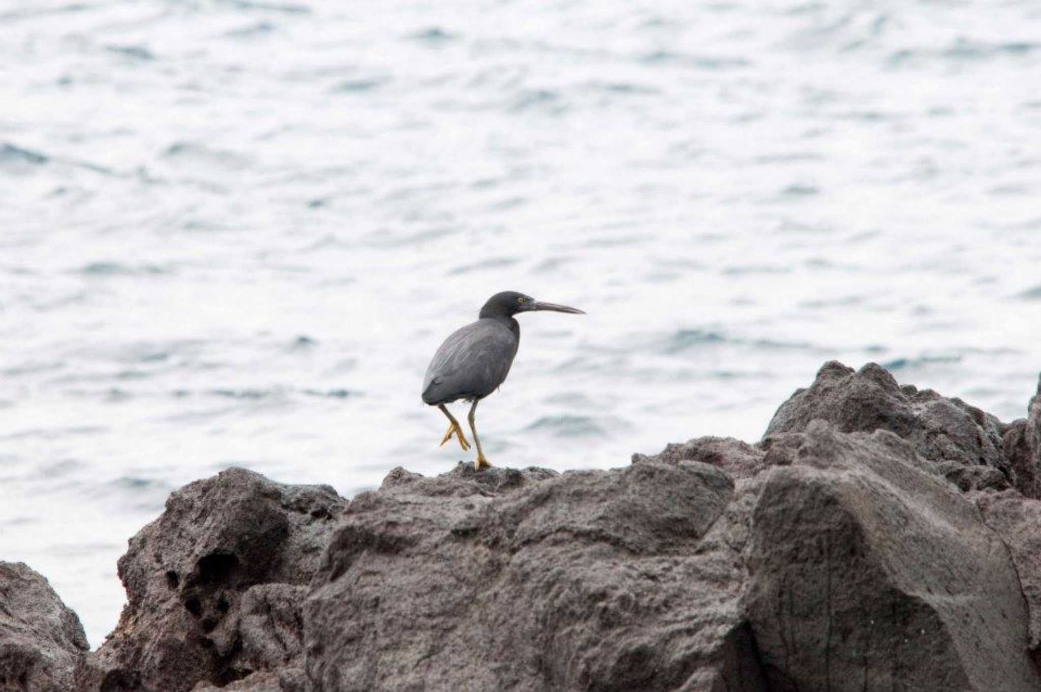 Photo of Pacific Reef Heron at 真鶴岬 by やなさん