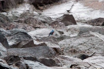 Blue Rock Thrush 真鶴岬 Sat, 3/10/2012