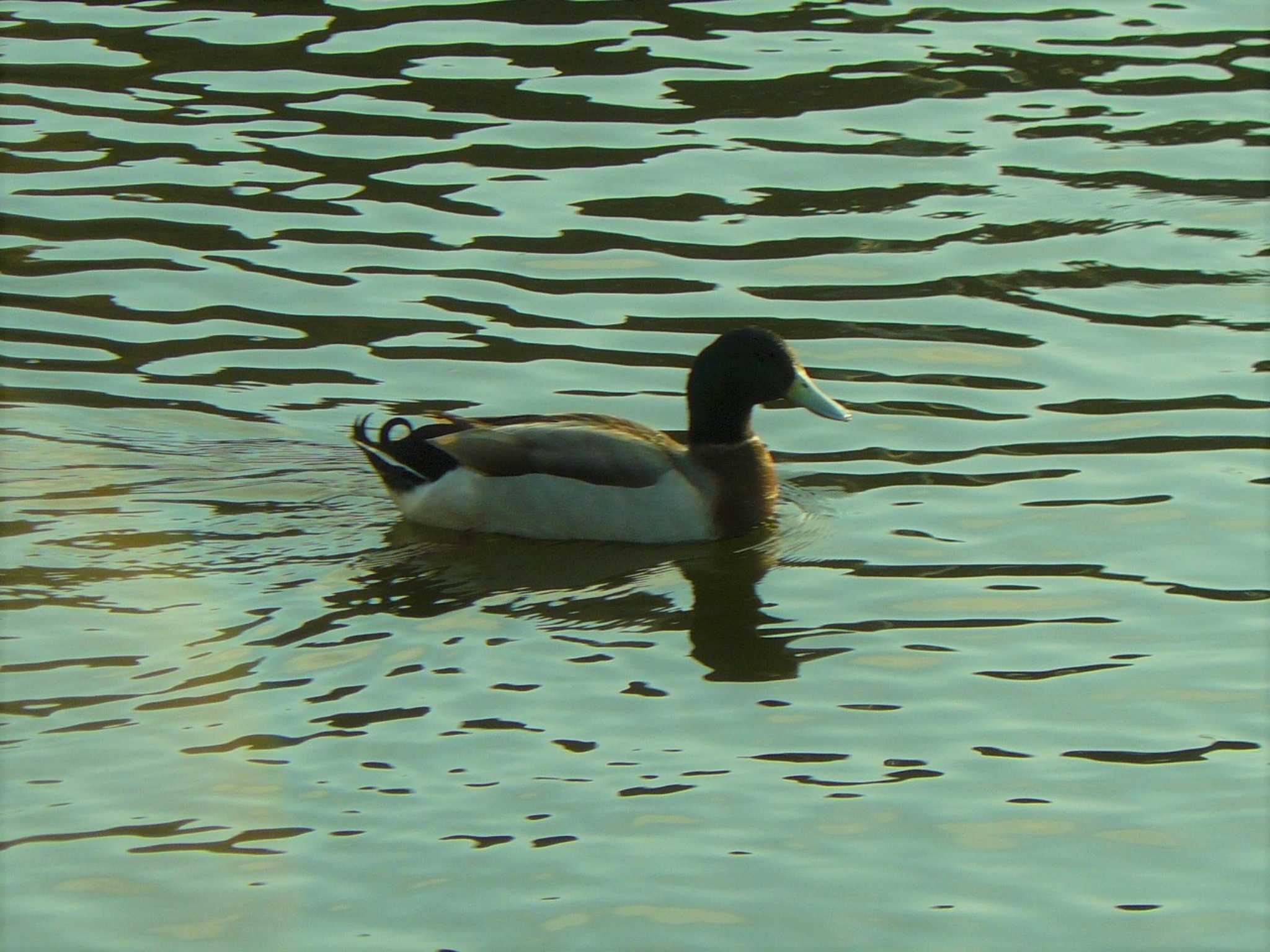 門池公園(沼津市) マガモの写真 by koshi