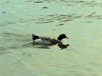 マガモ 門池公園(沼津市) 2021年2月25日(木)