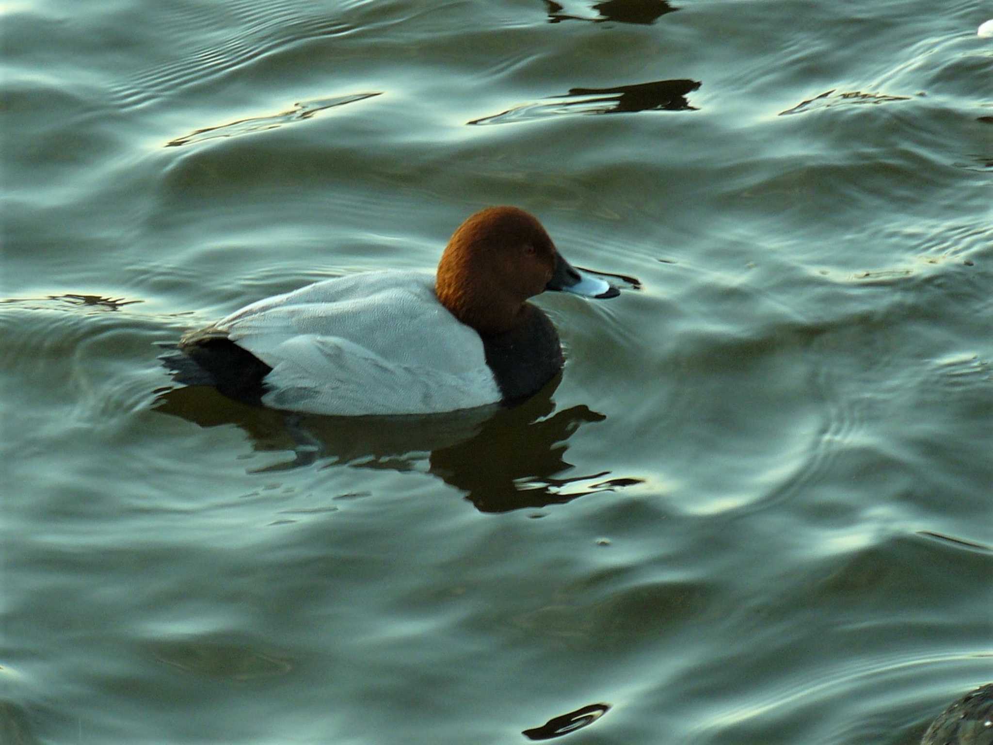 Common Pochard