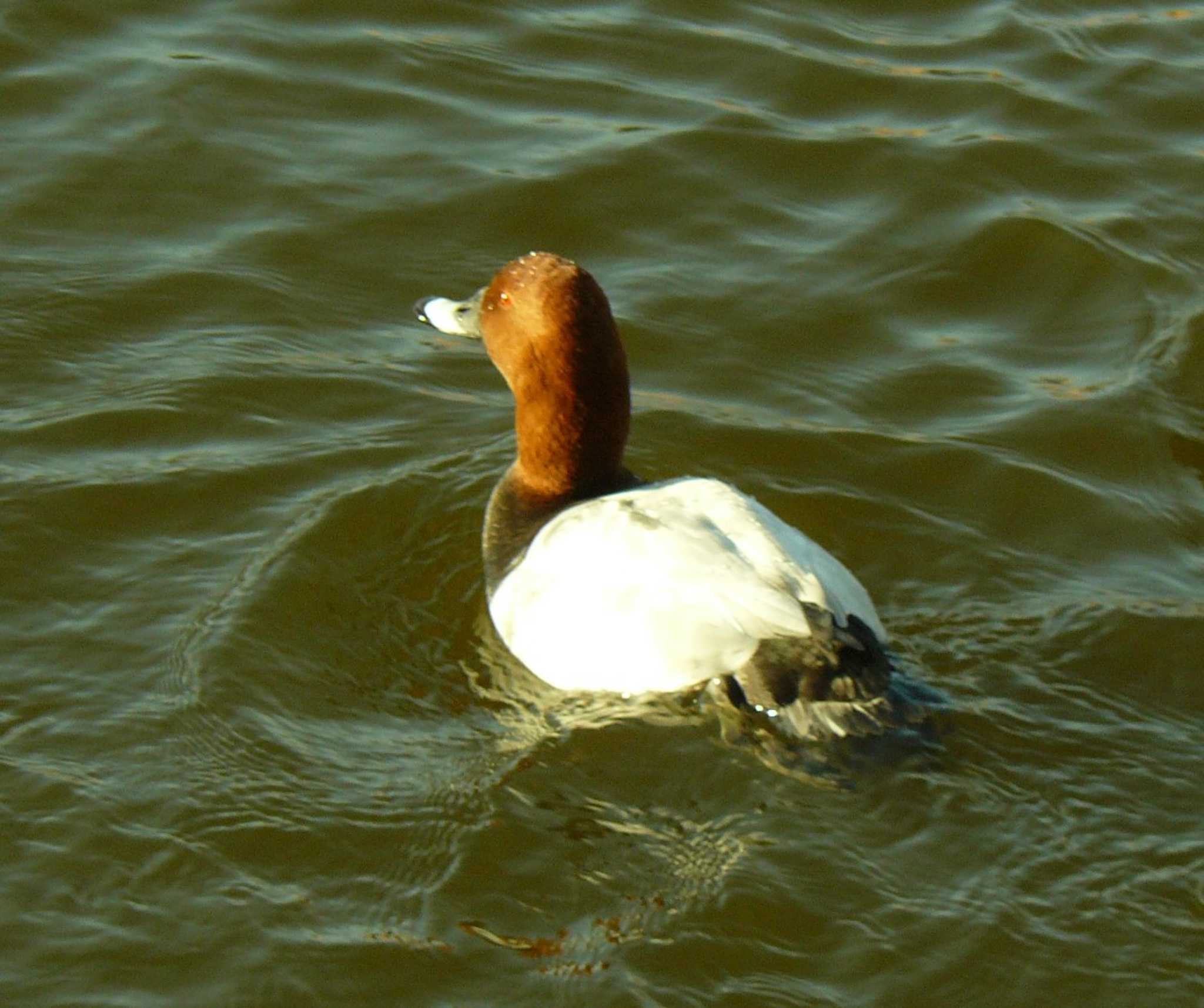 Common Pochard