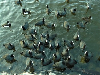 オオバン 門池公園(沼津市) 2021年2月25日(木)