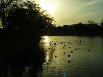 オオバン 門池公園(沼津市) 2021年2月25日(木)