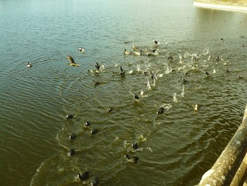 オオバン 門池公園(沼津市) 2021年2月25日(木)