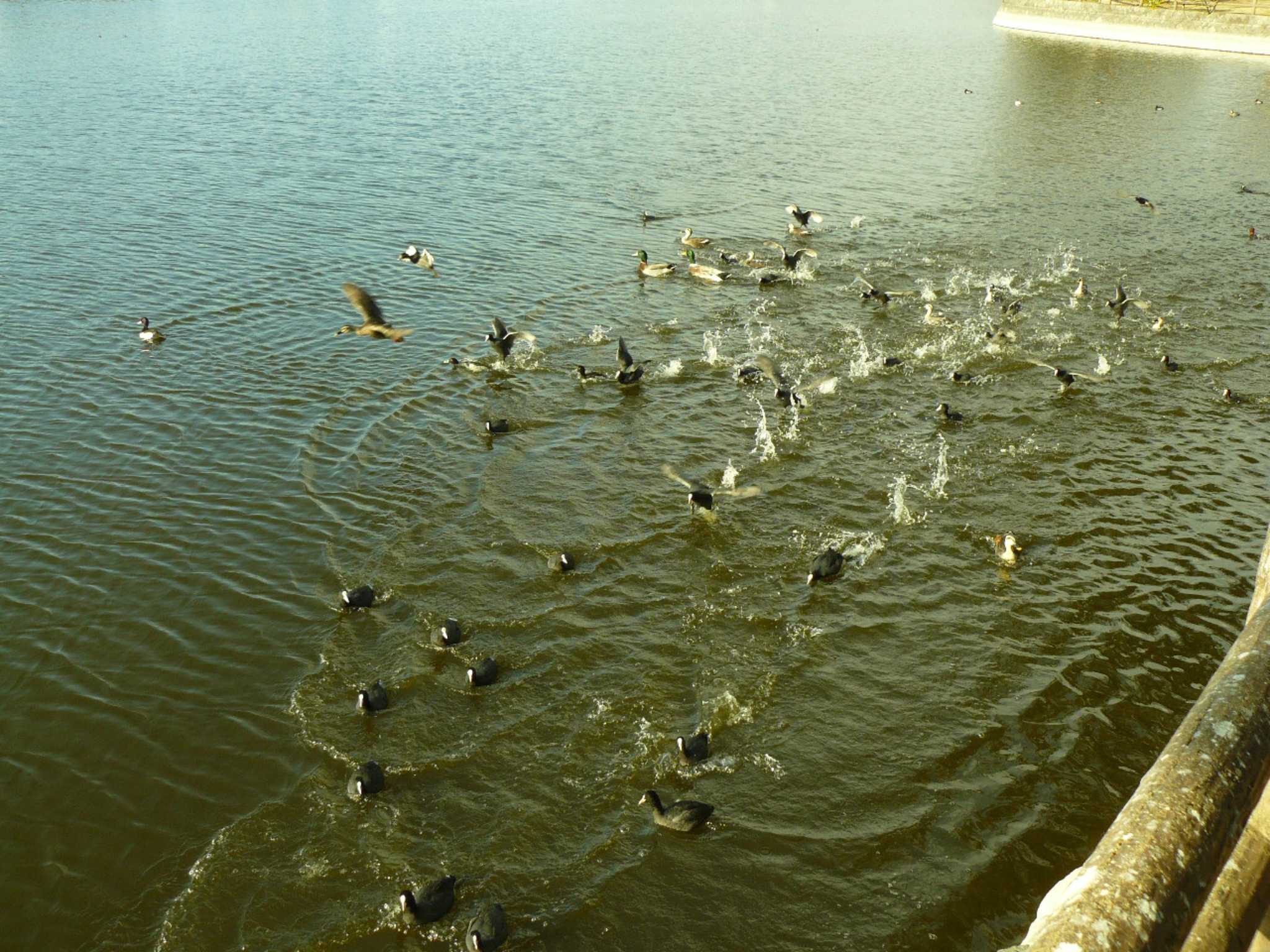 Eurasian Coot