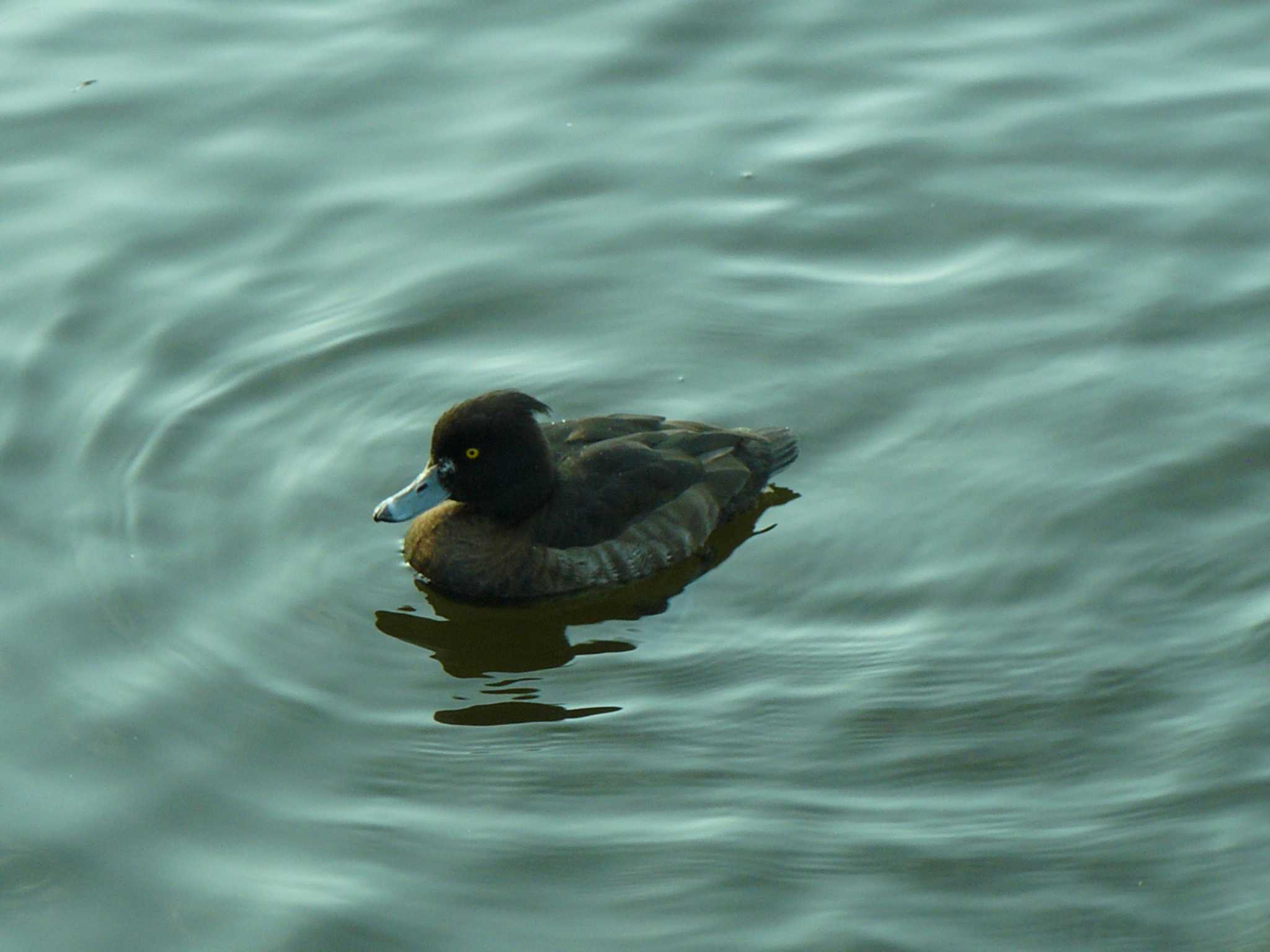 Tufted Duck