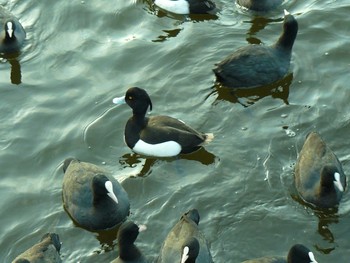 キンクロハジロ 門池公園(沼津市) 2021年2月25日(木)