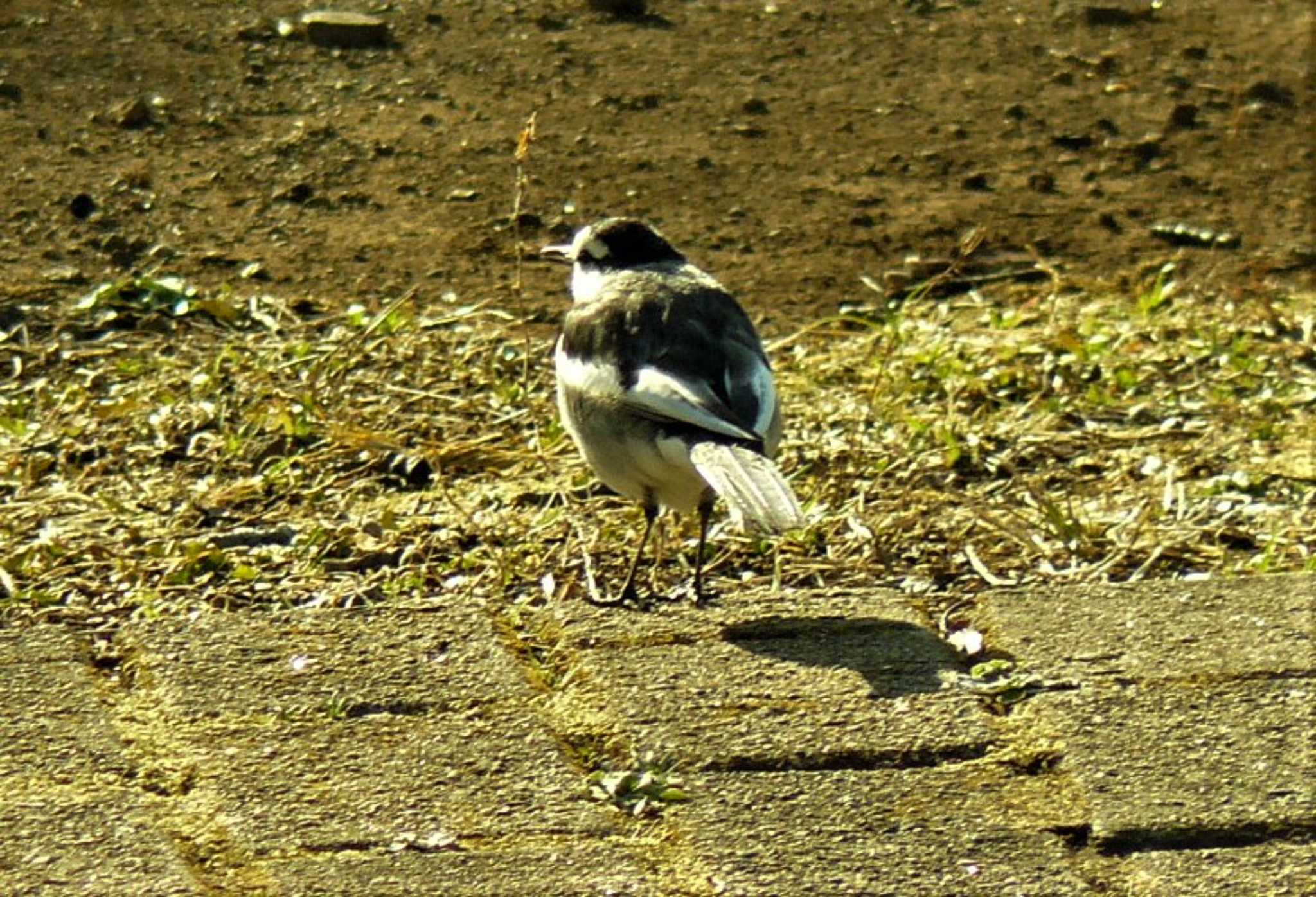 Photo of White Wagtail at 門池公園(沼津市) by koshi