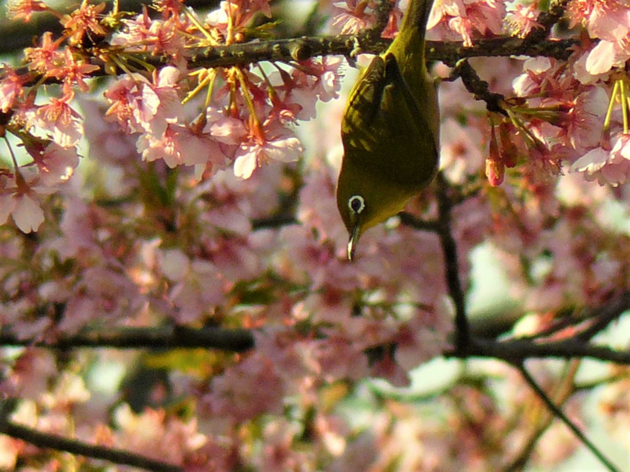 Photo of Warbling White-eye at 門池公園(沼津市) by koshi