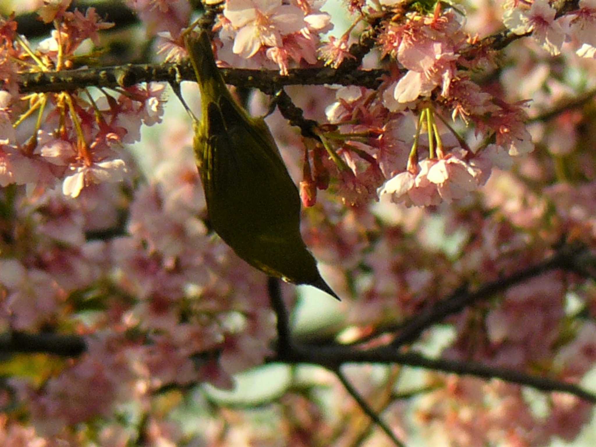 Warbling White-eye