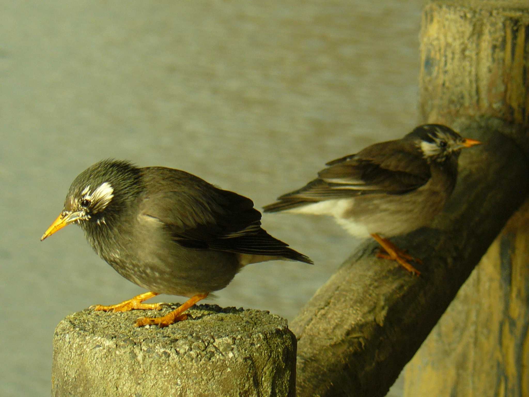 White-cheeked Starling