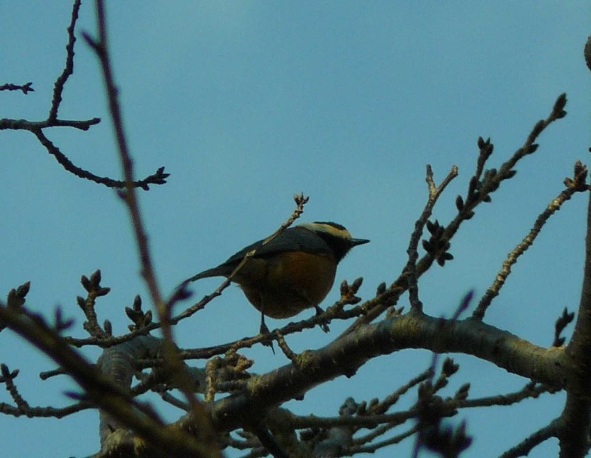 Photo of Varied Tit at 門池公園(沼津市) by koshi