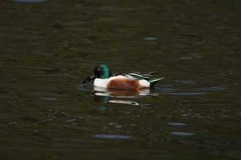 Northern Shoveler Shakujii Park Sun, 2/28/2021