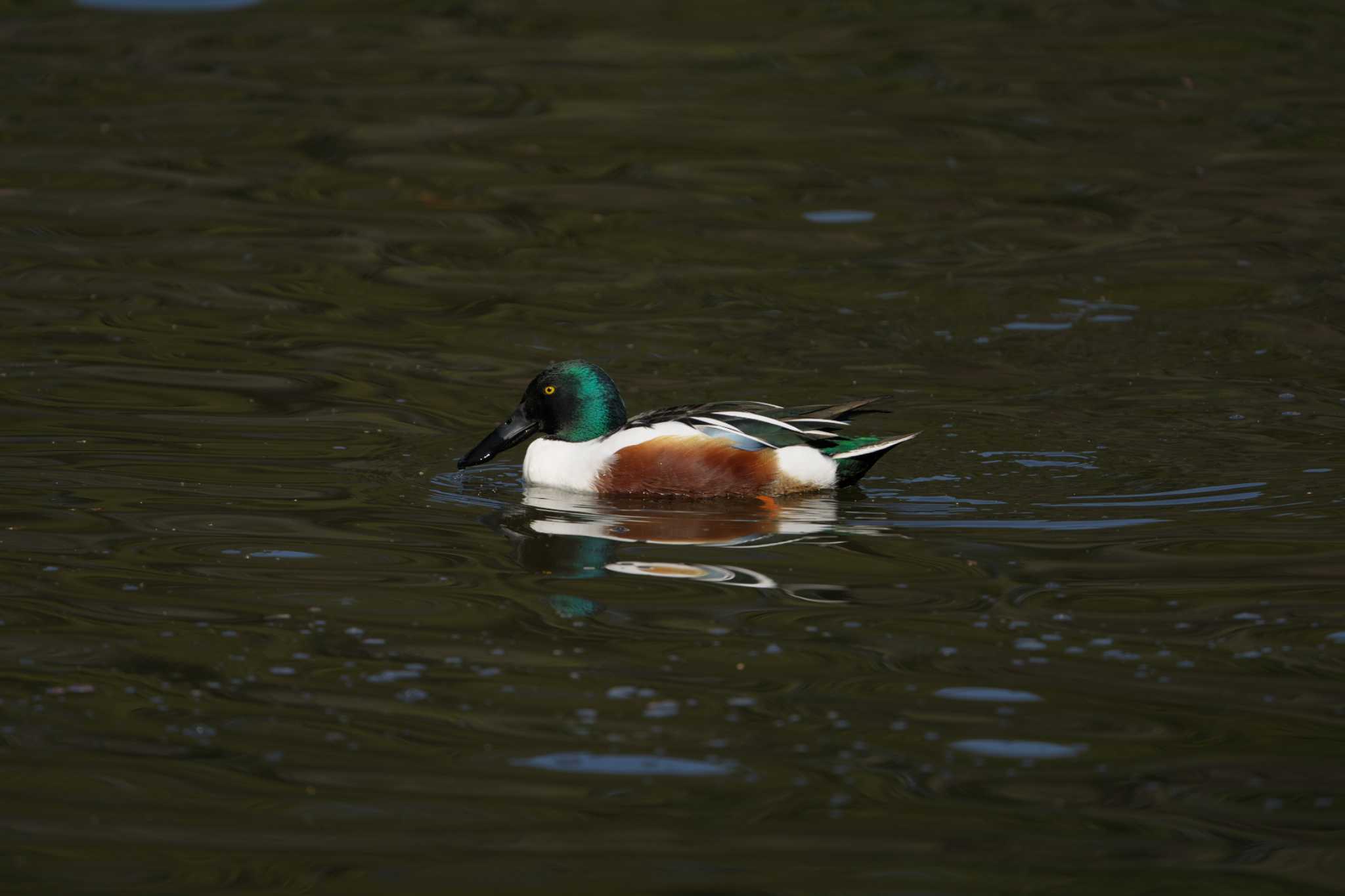 石神井公園 ハシビロガモの写真 by エバーラスティン