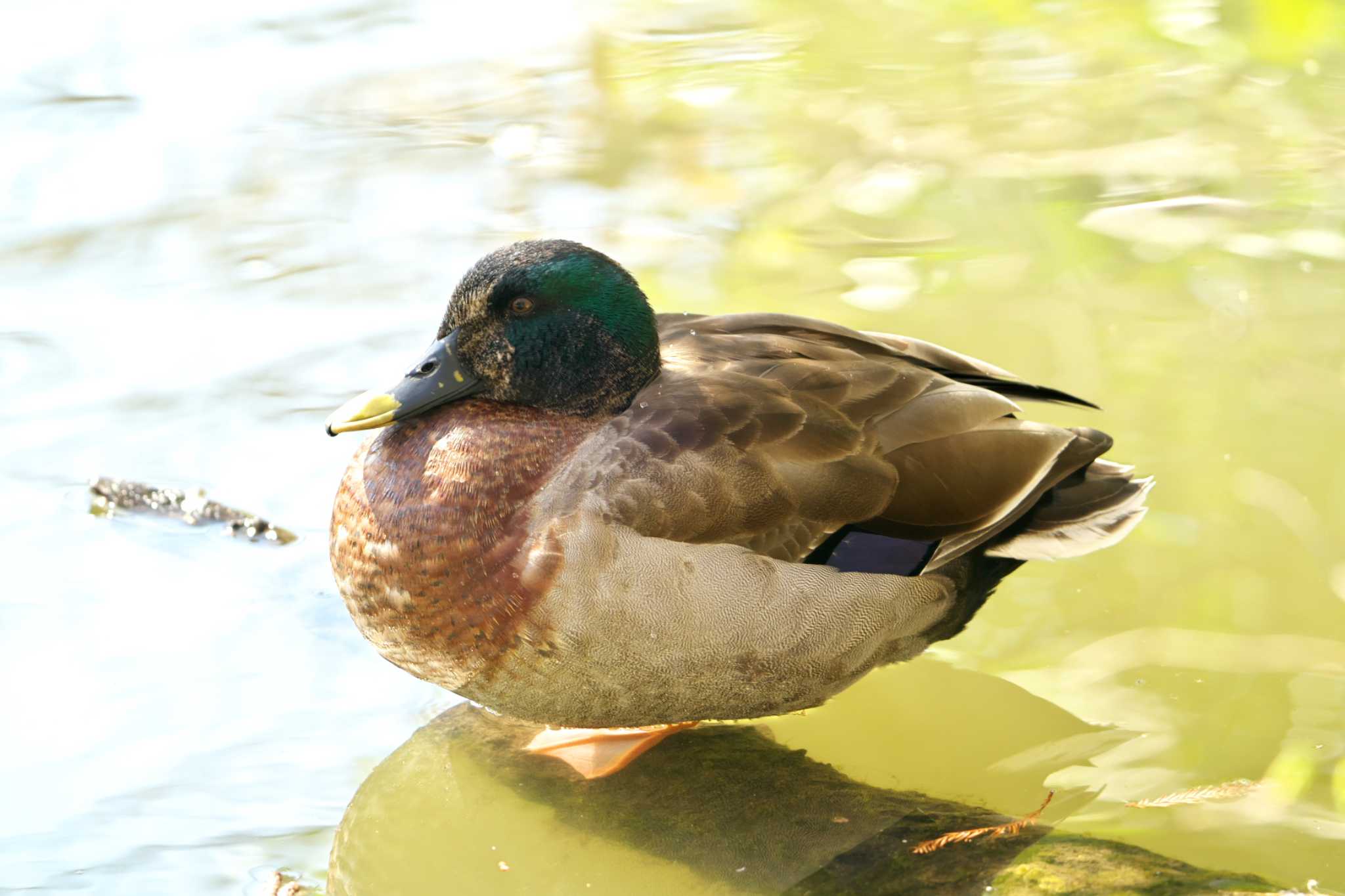 石神井公園 マルガモの写真 by エバーラスティン