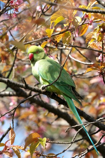 Indian Rose-necked Parakeet Shakujii Park Sun, 2/28/2021