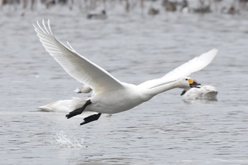 Tundra Swan 瓢湖 Mon, 1/2/2017