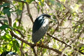 Black-crowned Night Heron Shakujii Park Sun, 2/28/2021