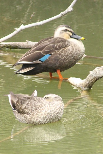 Eastern Spot-billed Duck 加木屋緑地 Mon, 3/1/2021