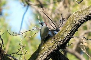 Japanese Green Woodpecker Shakujii Park Sun, 2/28/2021