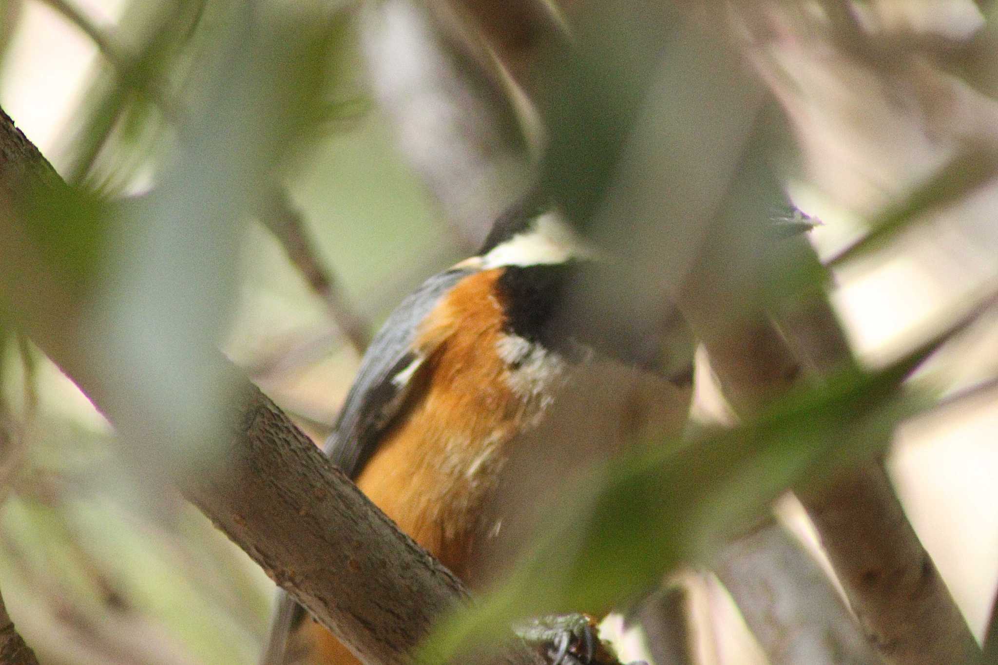 Photo of Varied Tit at 加木屋緑地 by 佐藤 好生