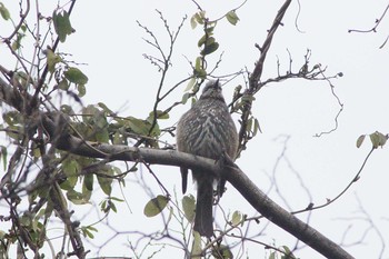 ヒヨドリ 加木屋緑地 2021年3月1日(月)