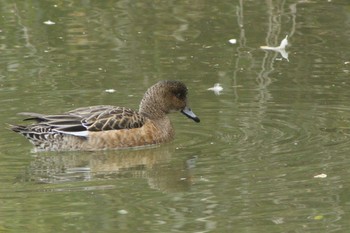 Eurasian Wigeon 常滑市石瀨池 Mon, 2/8/2021