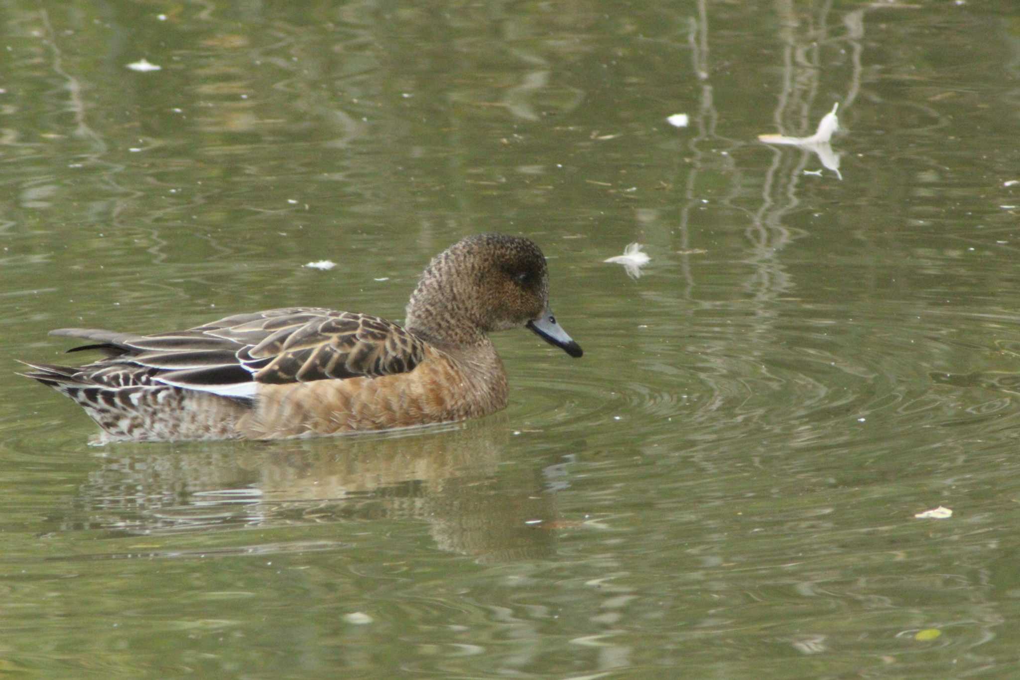 Photo of Eurasian Wigeon at 常滑市石瀨池 by 佐藤 好生