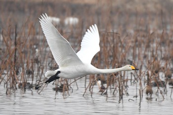 Whooper Swan 瓢湖 Mon, 1/2/2017