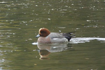 Eurasian Wigeon 常滑市石瀨池 Mon, 2/8/2021