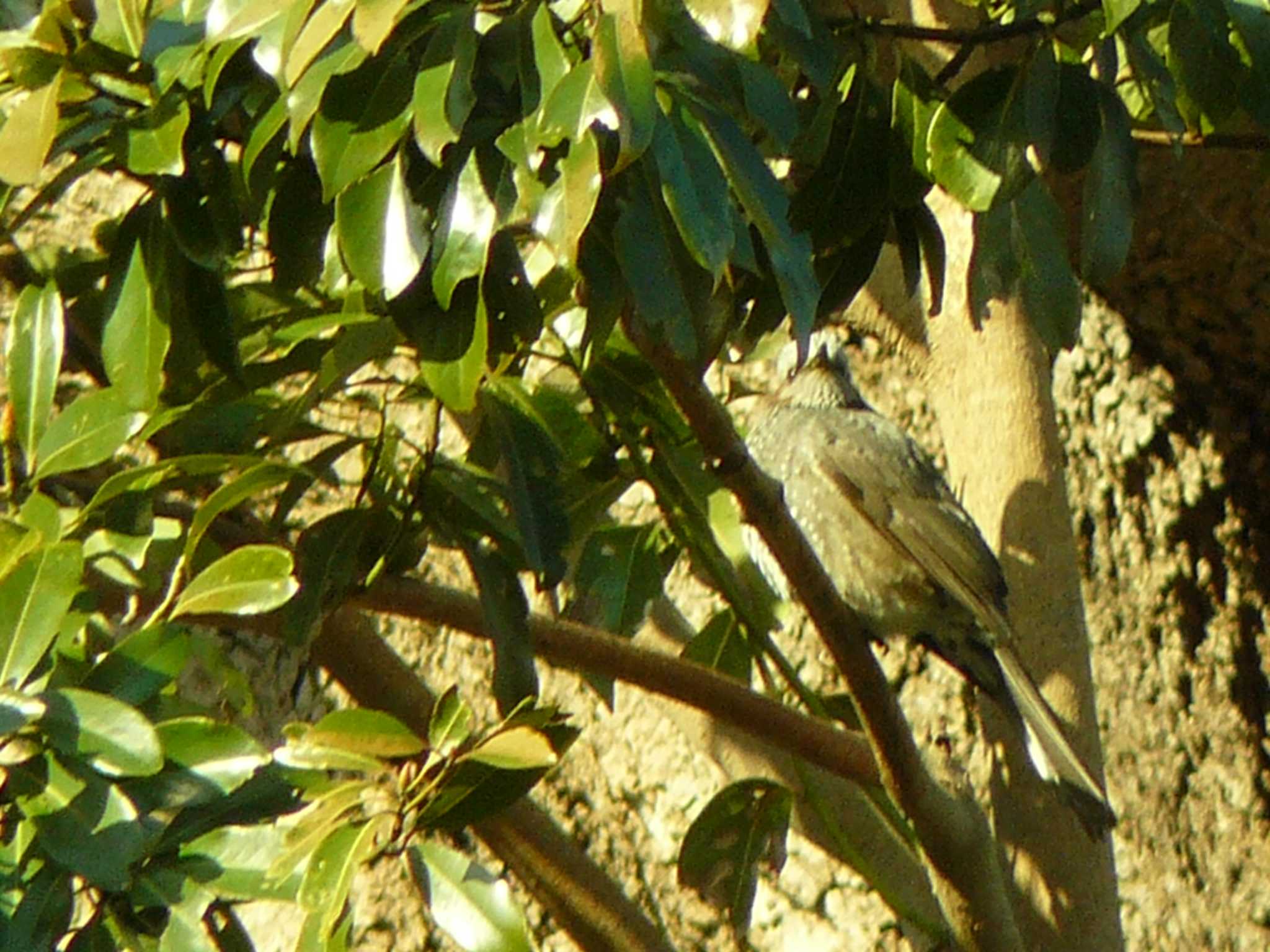 Brown-eared Bulbul