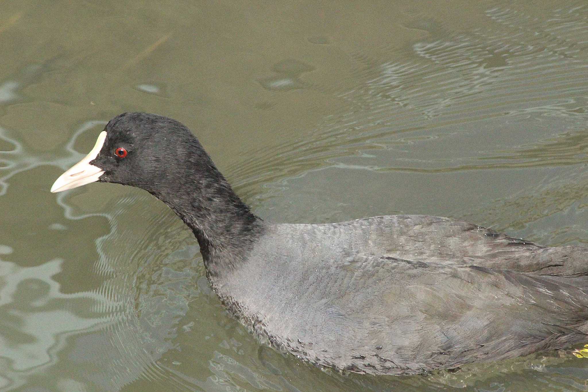 Photo of Eurasian Coot at 知多市新知美濃川 by 佐藤 好生