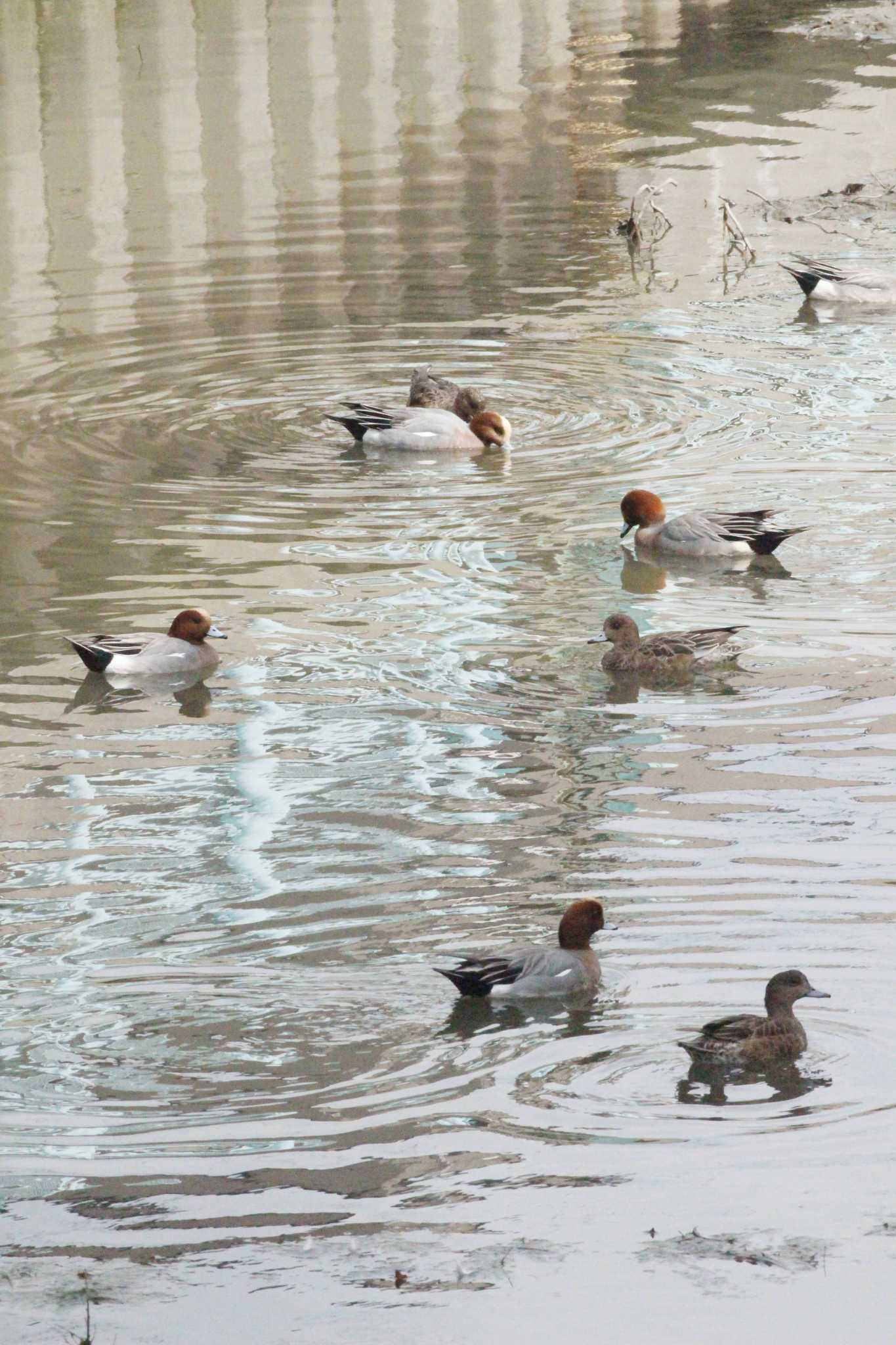 Eurasian Wigeon