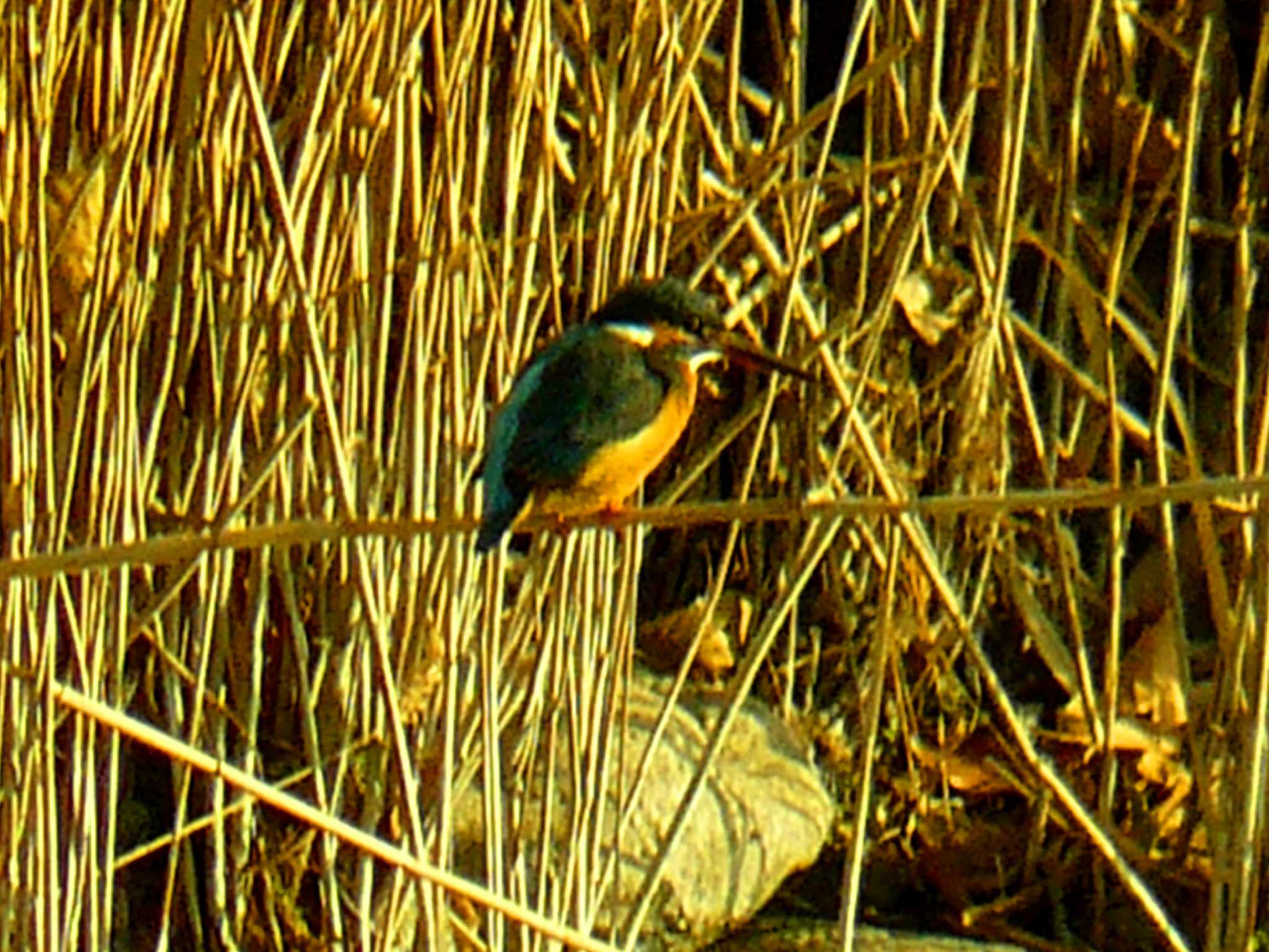 Common Kingfisher