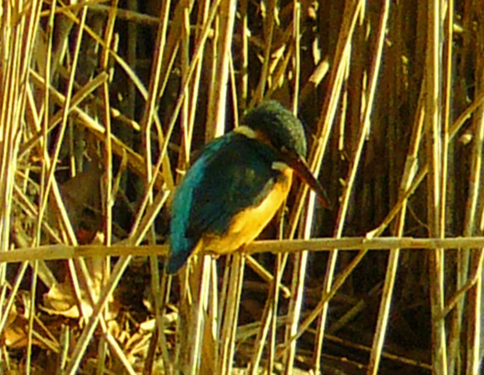 門池公園(沼津市) カワセミの写真 by koshi