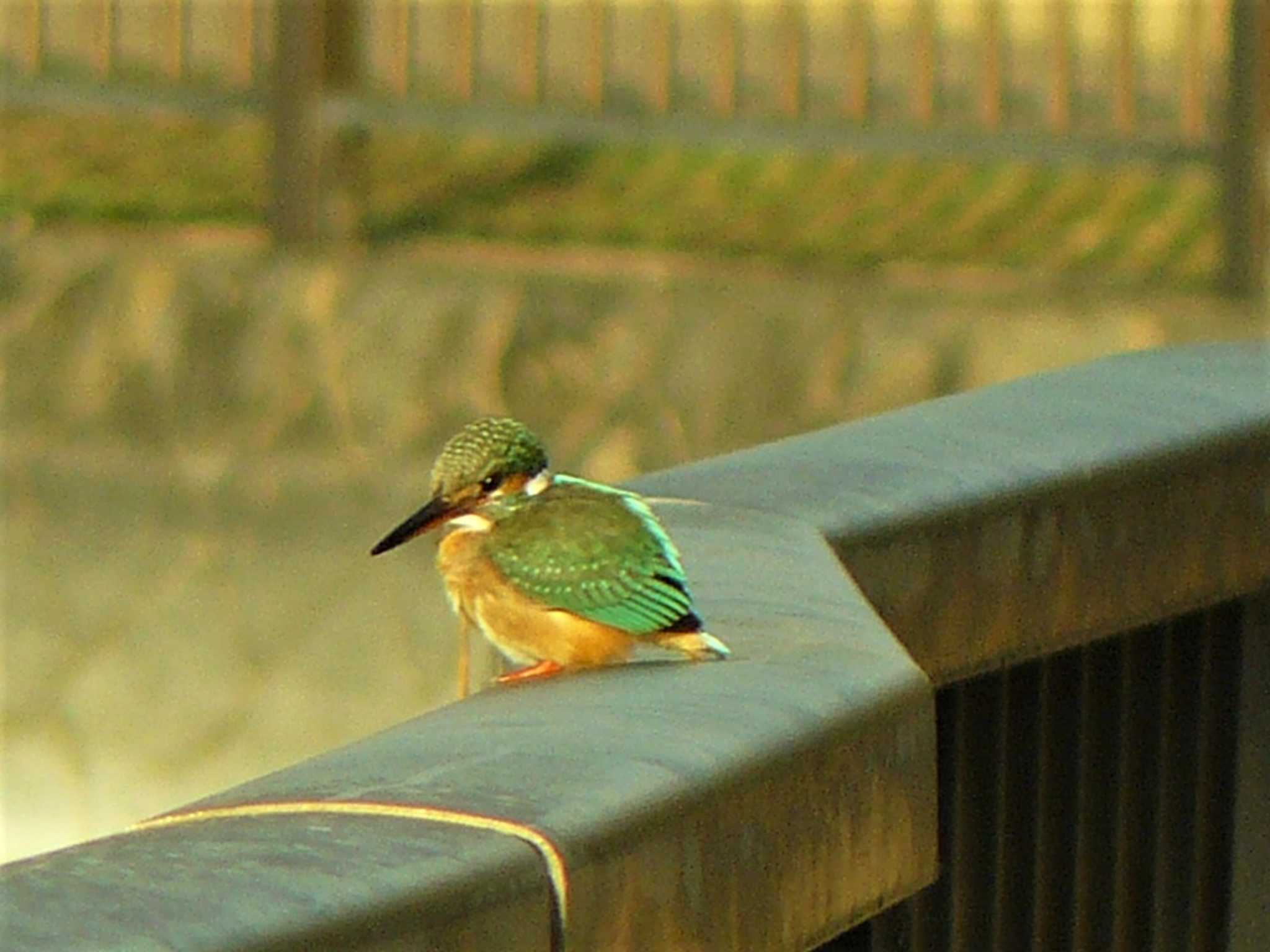 門池公園(沼津市) カワセミの写真 by koshi