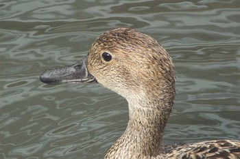 Northern Pintail 知多市新知美濃川 Mon, 3/1/2021