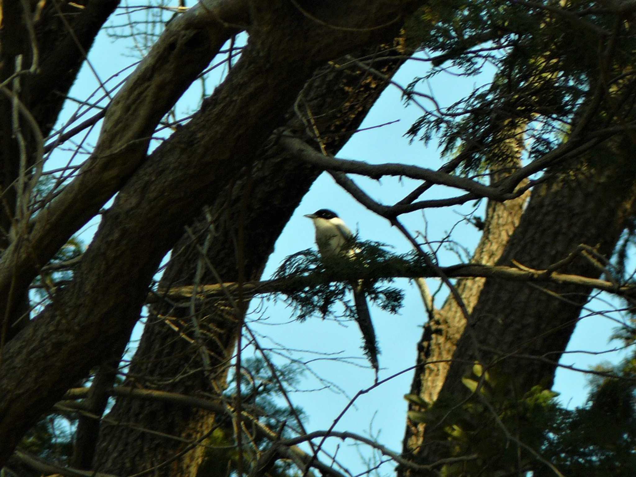 Photo of Azure-winged Magpie at 門池公園(沼津市) by koshi