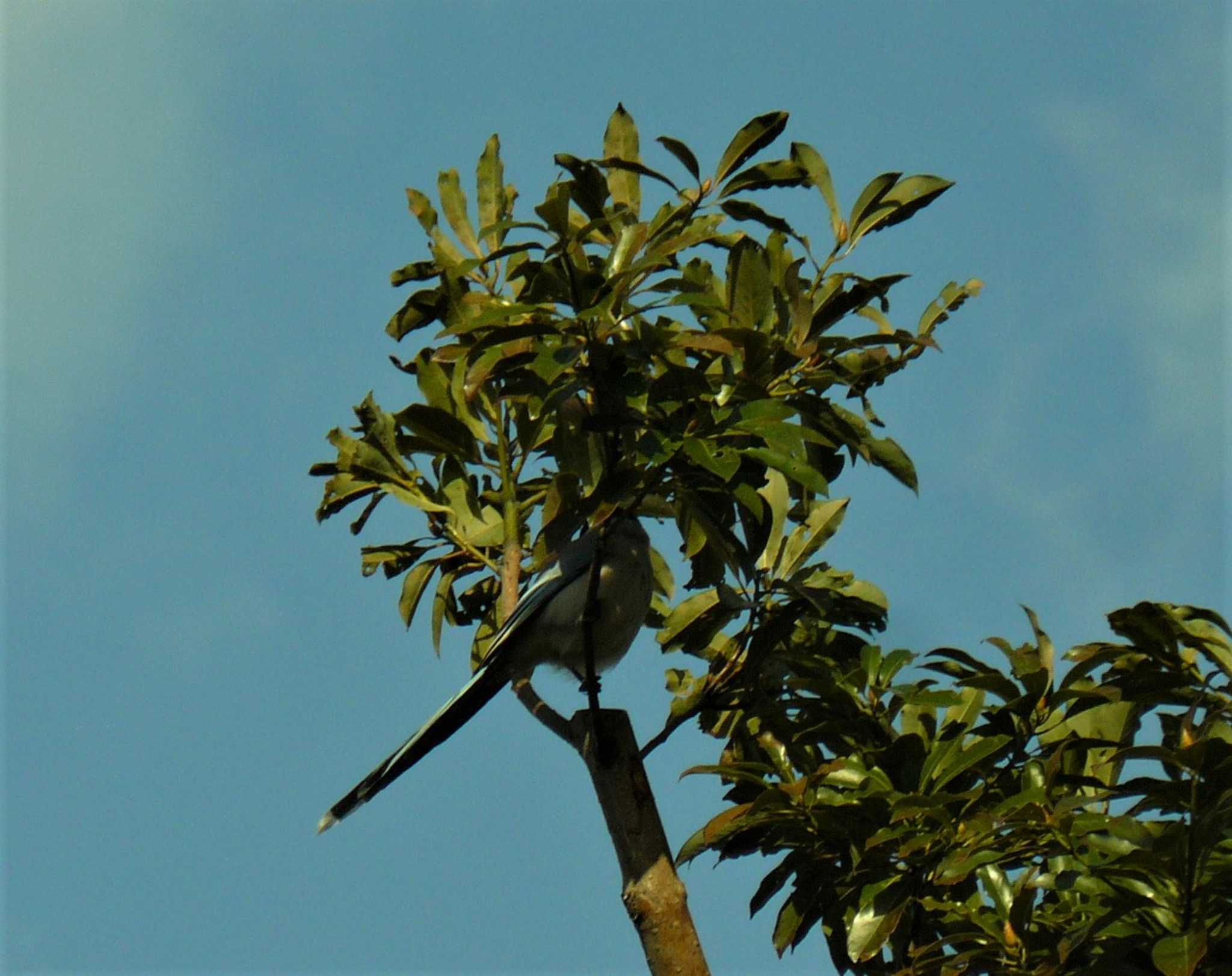 Azure-winged Magpie