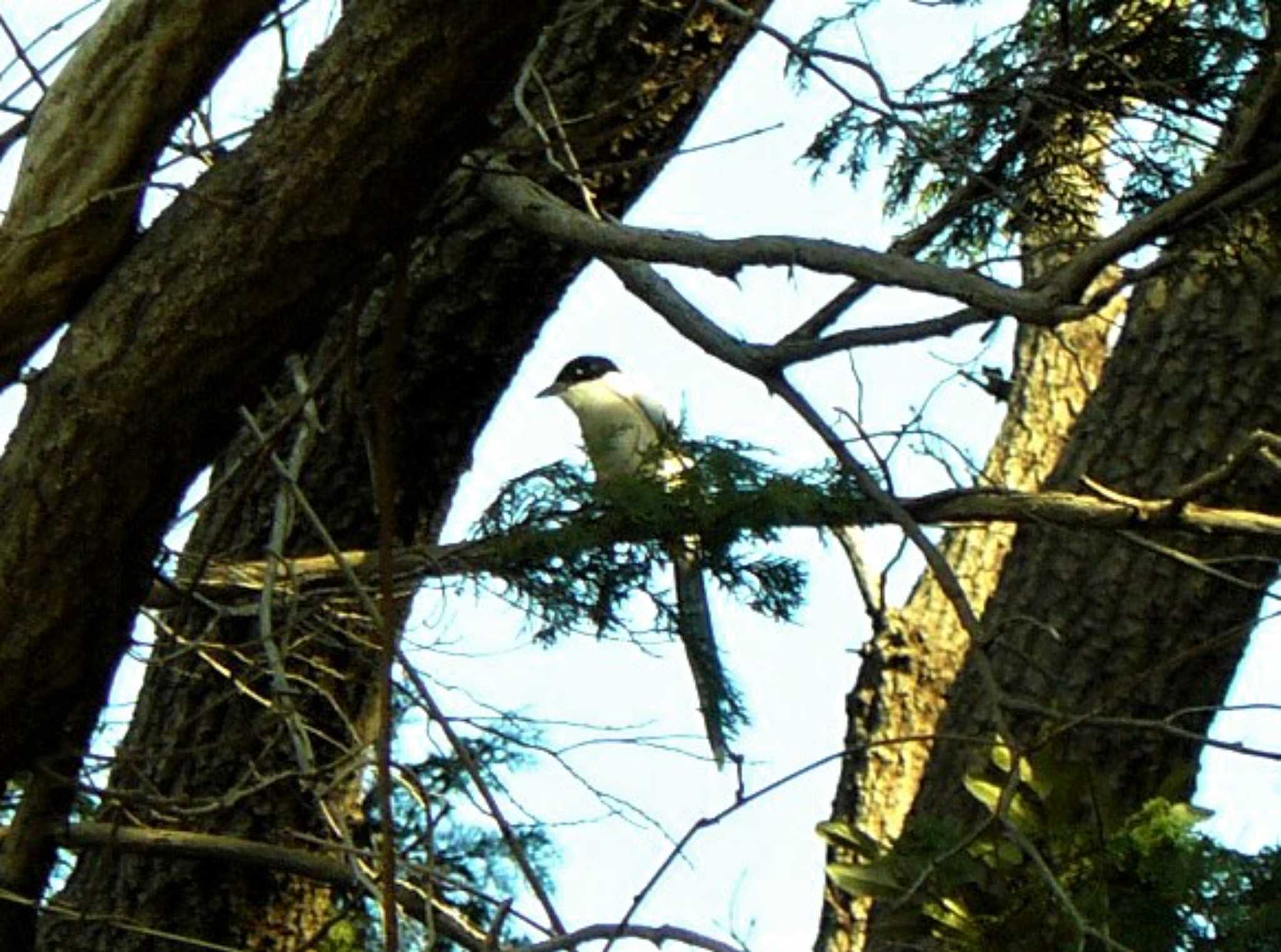 Azure-winged Magpie