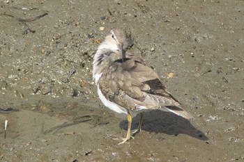 Unknown Species 知多市新知美濃川 Mon, 3/1/2021